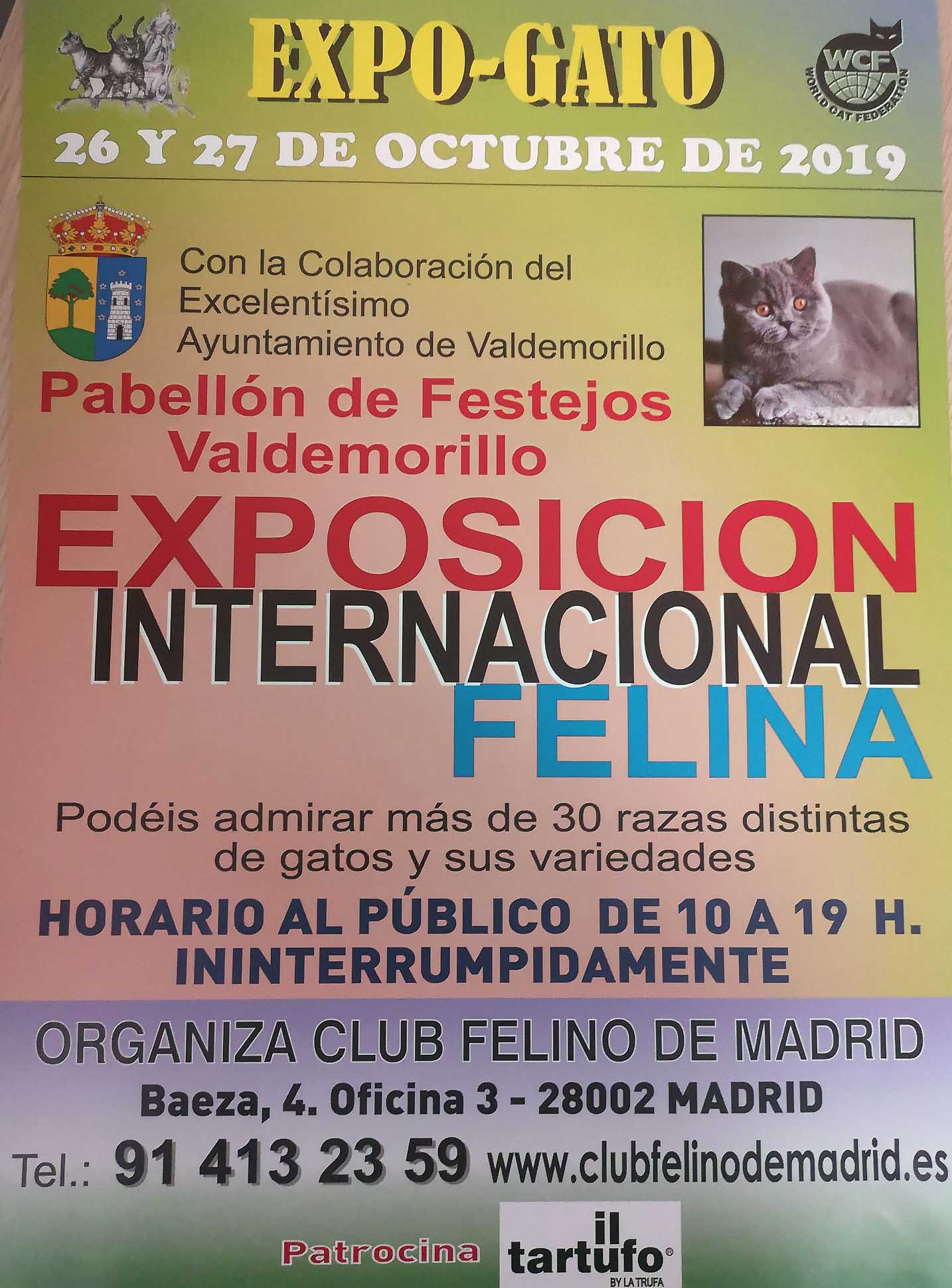 Cerca de 200 gatos de todas las razas,  este fin de semana en Valdemorillo  en su estreno como sede de la Exposición Internacional Felina