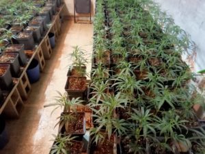 La Policía Local logra incautar una plantación de marihuana con un total de 240 plantas