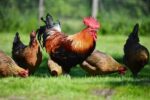 Lee más sobre el artículo Aviso importante para la prevención de enfermedades en las aves (Influenza Aviar)