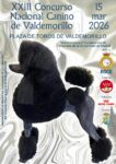 Lee más sobre el artículo XXIII Concurso Nacional Canino de Valdemorillo
