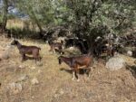 Lee más sobre el artículo La Junta de Gobierno Local aprueba acuerdos en relación con el grave episodio de incendios que han afectado a la sierra oeste